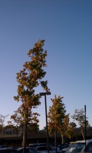 imag0272