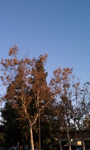imag0273