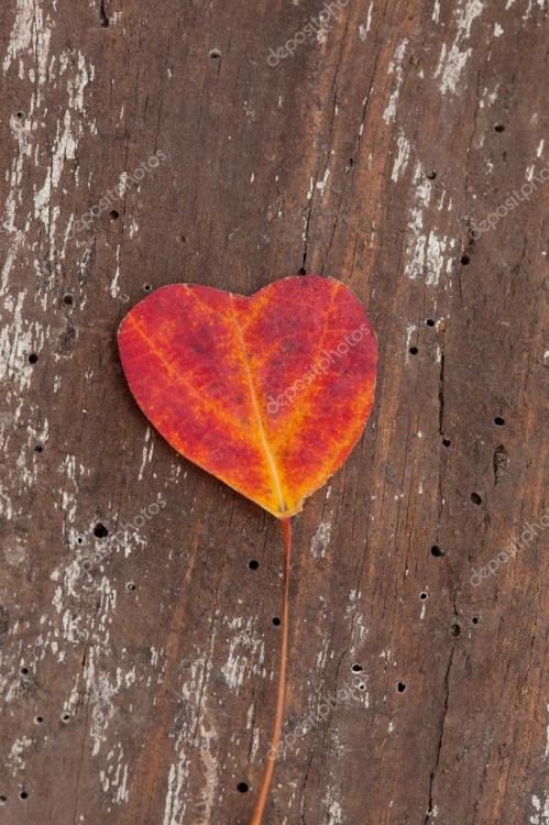 depositphotos_32620543-stock-photo-heart-shaped-autumn-leaf